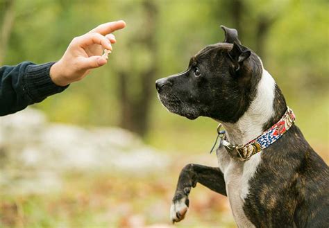 Force Free Dog Training Techniques: Tips from an Expert