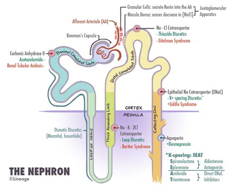 Proximal Tubule Diuretics - Renal - Medbullets Step 1