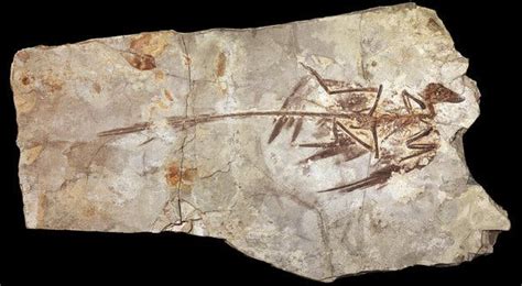 Feather Cells Tell of Microraptor’s Crowlike Sheen - The New York Times