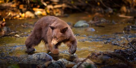 The Wildlife of Lake Tahoe - A Truly Nature Vacation