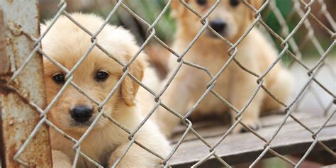 7 Signs Your Dog Came from a Puppy Mill