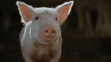 Wilbur | Charlotte's Web Wiki | Fandom