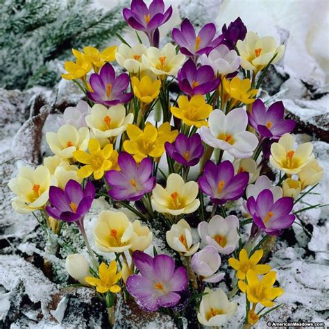 Wild Crocus or Snow Crocus Bulbs Mix | American Meadows | Fiori ...