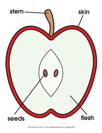 Apple Diagram Printable