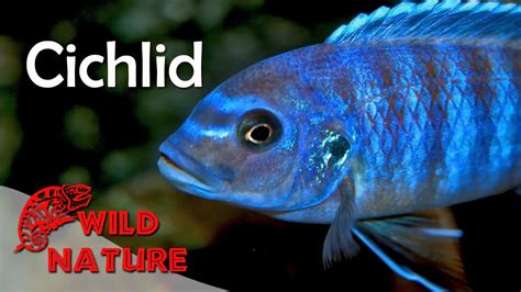 Lake Malawi Cichlids | WILD NATURE - YouTube