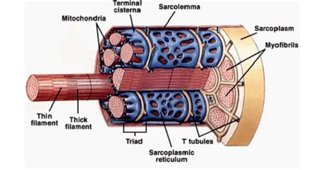 Skeletal Muscle Fiber Structure