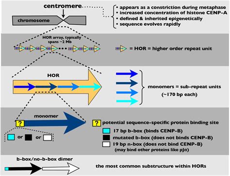 Centromere Structure