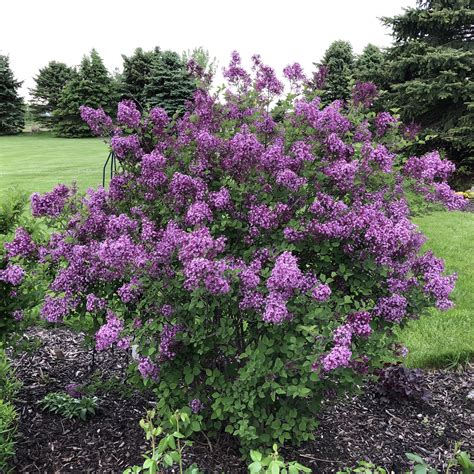 Syringa BLOOMERANG Dark Purple - Buy Lilac Bloomerang Shrubs Online