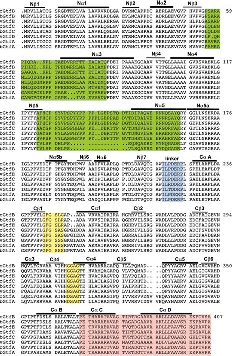 Figure 1 from Structure of the UDP-glucosyltransferase GtfB that ...