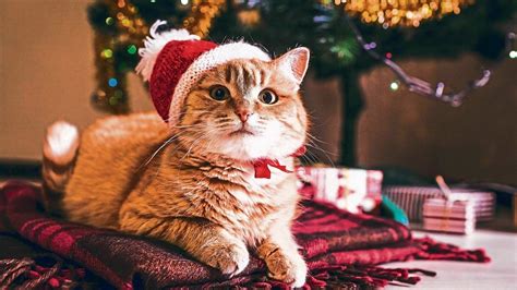 Christmas 2022: The miraculous lives of Christmas cats | Mint Lounge