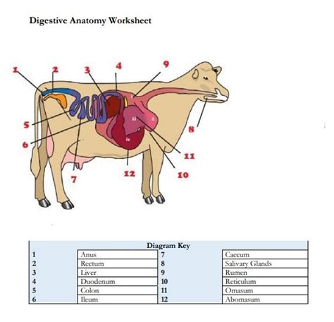 PRINTABLE Cattle Digestive Anatomy Worksheet and Practice Pages ...