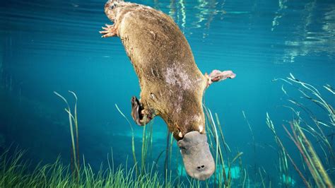 Dubbo zoo: Platypus Conservation Centre development plans lodged ...