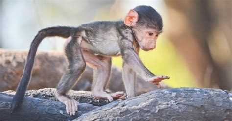 Baby Monkey: 5 Pictures and 5 Facts - A-Z Animals