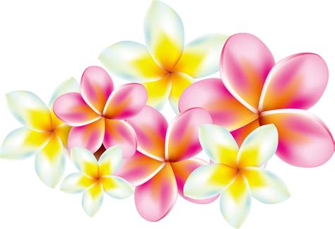 Vector Pink Frangipani, Garden Decor, Botanical Art, Exotic Plant ...