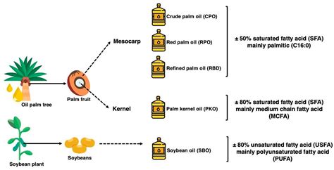 Crude Palm Oil Process