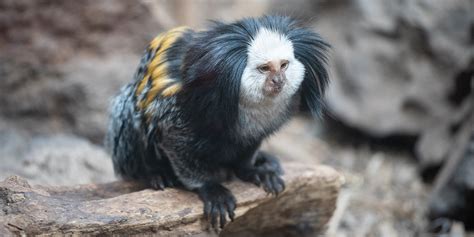 Geoffroy's marmoset | Smithsonian's National Zoo and Conservation ...