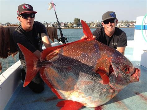 World's First Fully Warm-Blooded Fish Discovered in the Pacific Ocean ...