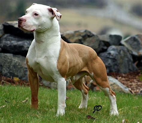 baby pitbull dog price - Kenya Streeter