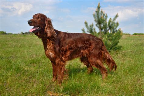 Irish Setter Breed Info | Best Food, Training, Grooming | Bil-Jac