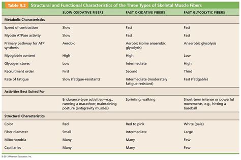 Muscle Fiber Types - TUCCI KINESIOLOGY