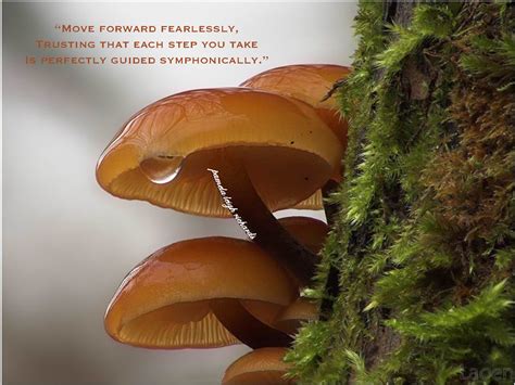 Mushroom Quotes And Sayings. QuotesGram