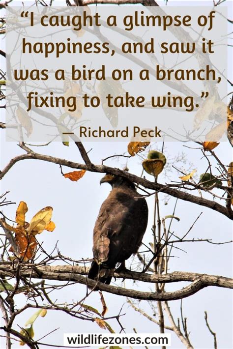 115 Inspirational Bird Quotes and Sayings | WildlifeZones