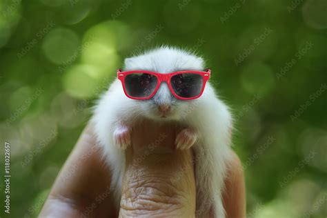 Hamster with sunglasses Stock Photo | Adobe Stock