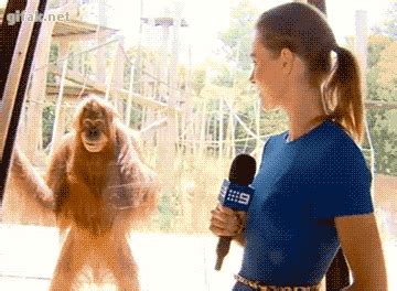 orangutan gifs Page 2 | WiffleGif