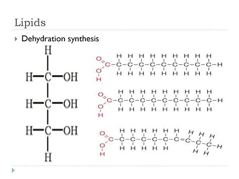 Dehydration Synthesis Lipids