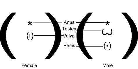 Kitten Sexing Guide, How to Tell if a Kitten is a Boy or Girl ...