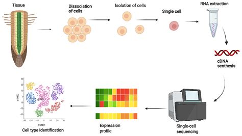 IJMS | Free Full-Text | Single-Cell RNA Sequencing for Plant Research ...