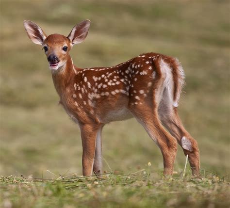 fawn, white-tailed deer, Odocoileus virginianus, | Flickr - Photo Sharing!