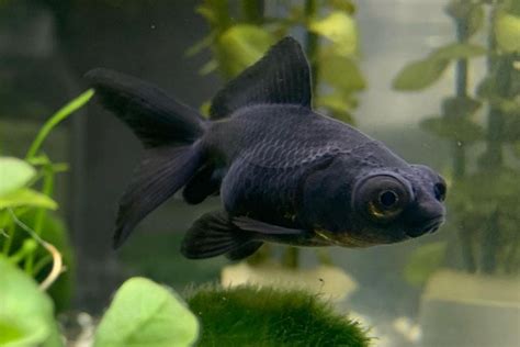 Black Moor Goldfish Care Guide: Diet, Breeding, Diseases