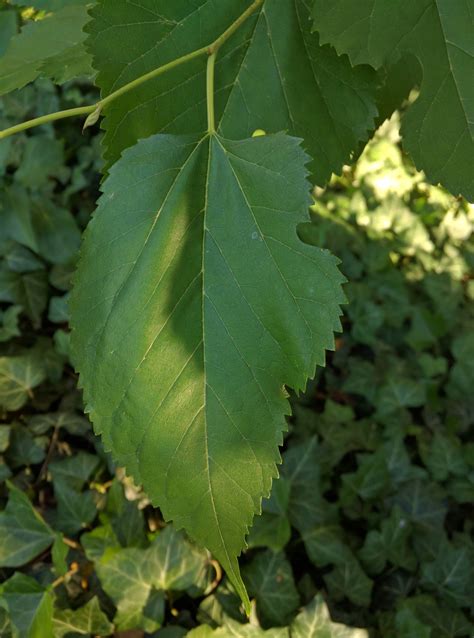 identification - What type of Mulberry tree is this? - Gardening ...