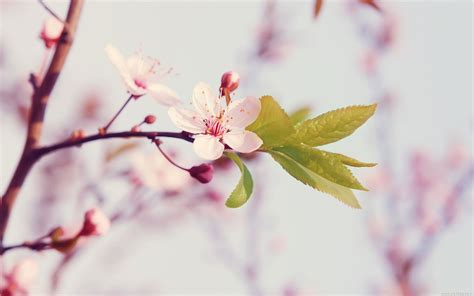 🔥 Download Flower Wallpaper Peach Blossom by @kristinac97 | Peach ...