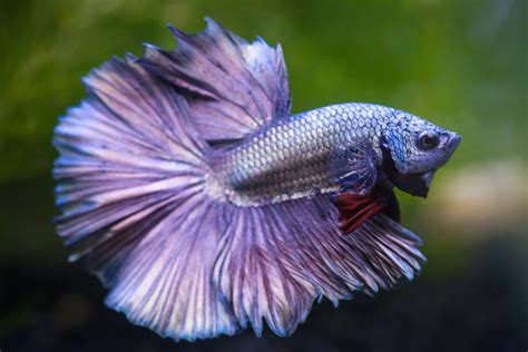 Betta Ich / Betta Cloudy Eye Causes Treatment Prevention And More ...