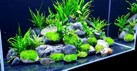 (Species Guide) Cold Water Aquarium plants: Everything you Should Know