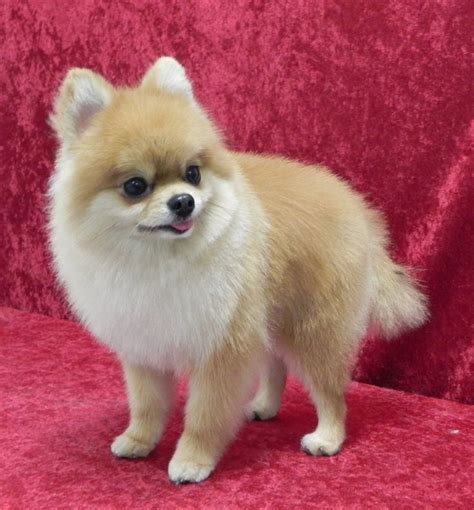 45 Pomeranian Haircuts & Grooming Ideas for Dog Lovers (2023 Styles)