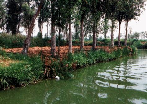 Chinampas as seen in Xochimico...Remnants of the Aztec past. | American ...