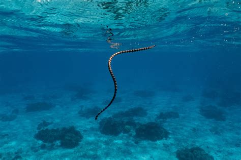 Sea Snake Facts: 16 Facts about Sea Snakes