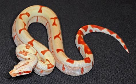 Albino Boa Constrictor Photos | Cute snake, Snake, Reptile snakes