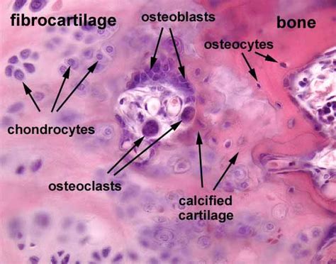 Endochondral Bone Formation Histology