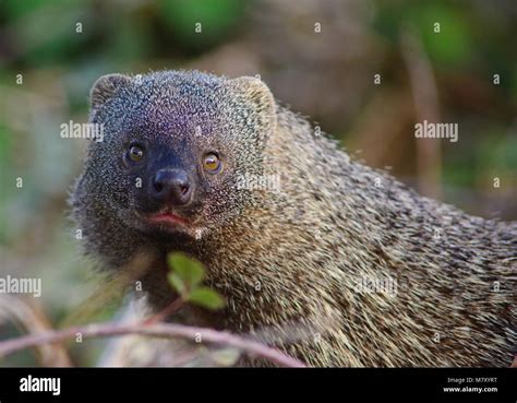 Egyptian mongoose Stock Photo - Alamy