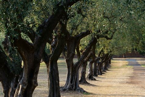 Olive Tree Symbolism And History - Workshopedia