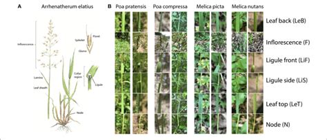 | (A) Illustration of the structure of a typical Poaceae species ...