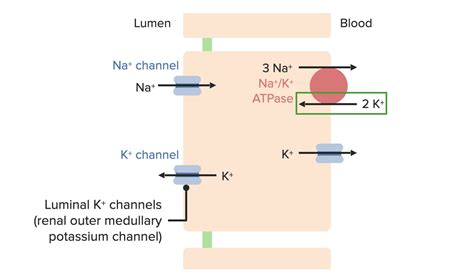 Renal Potassium Regulation | Concise Medical Knowledge