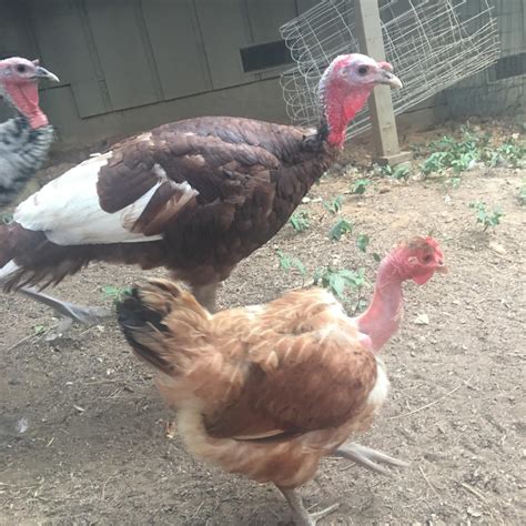 Turkey & Turken : r/BackYardChickens