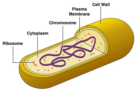 Innovic Medical: Bacterial Cell Structure