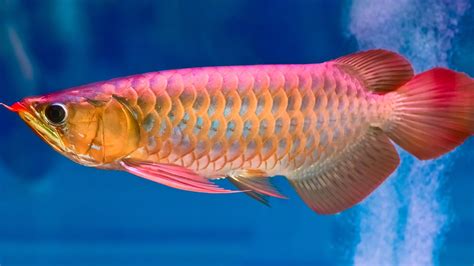 Vastu Tips: Keep Arowana fish at home to ward off evil forces ...