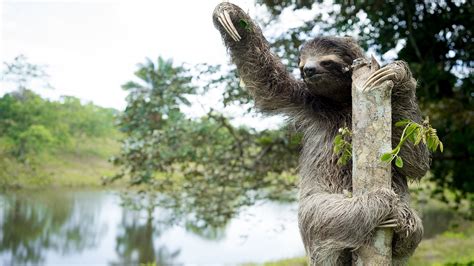 Sloth Habitats Of The World